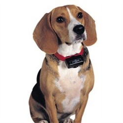 Protištěkací obojok PetSafe PBC19-10765