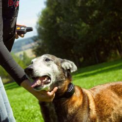 Prijímač pre výcvikový obojok Dogtrace d-control professional